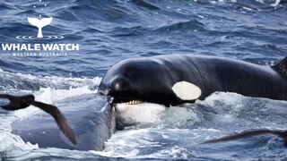 קרב הלווייתנים