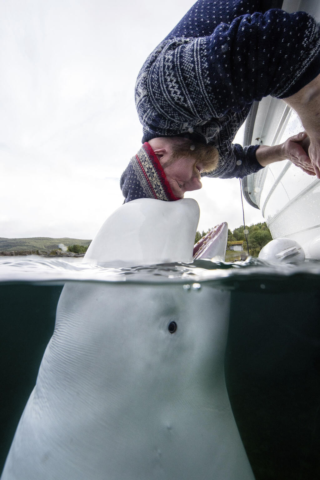 Hvaldimir, the White Whale