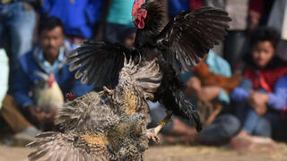 קרב תרנגולים ב הודו 2017