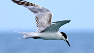 שחפית הים בהודו