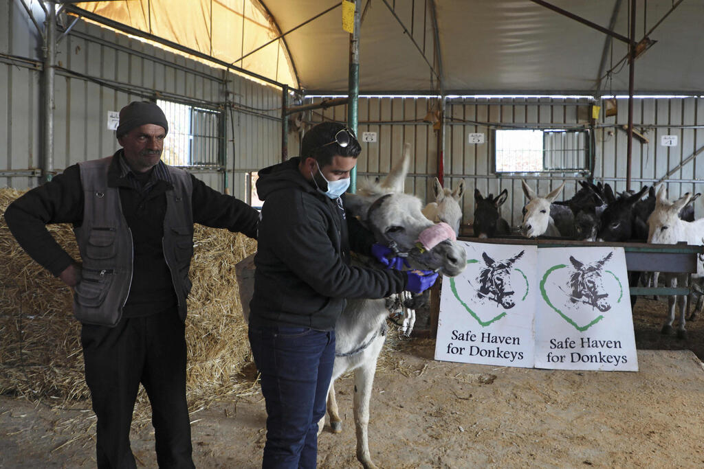 A man leads a donkey at the Safe Haven for Donkeys sanctuary in the town of Rujayb, east of the city of Nablus in the occupied West Bank 