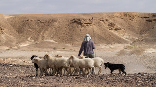 רועים צאן בצופר שבערבה