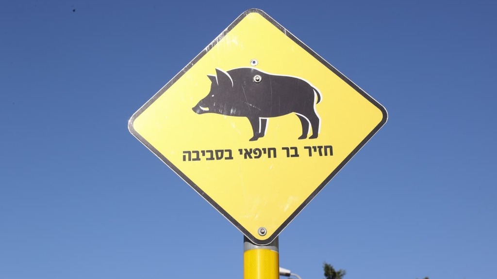 A warning sign in Haifa warning of boars in the area 