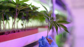 מגדלים קנאביס ב סקופיה צפון מקדוניה