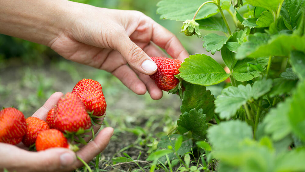 Фото: shutterstock קטיף תותים