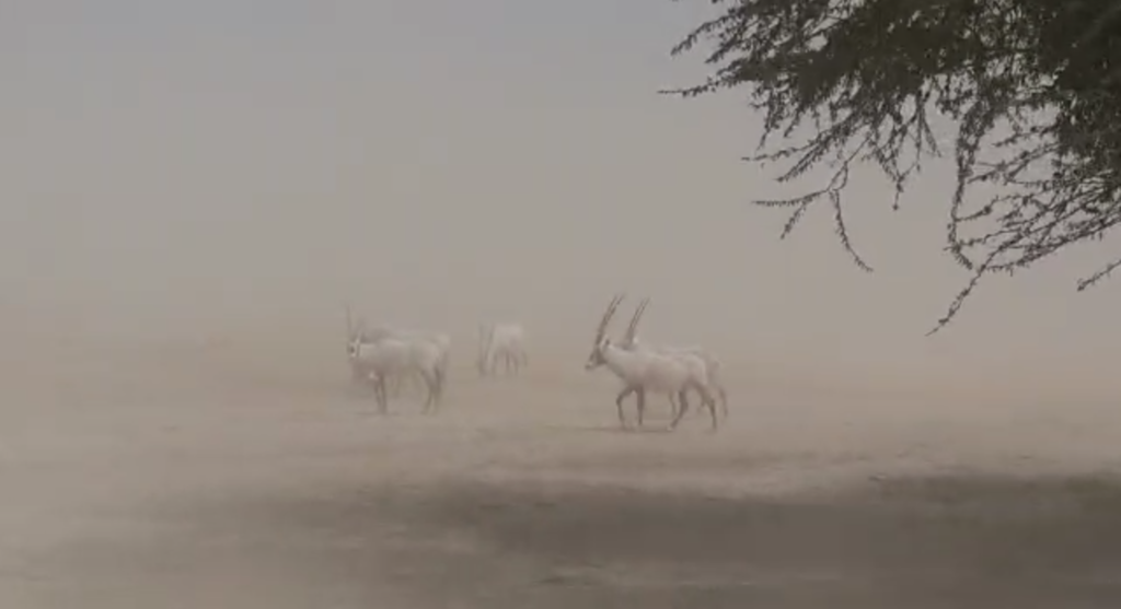 שרב כבד ויובש ברחבי הארץ