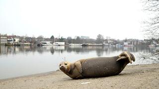 פרדי כלב הים בימים טובים יותר