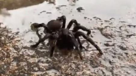 אוסטרליה עכביש משפך אוסטרלי עכבישים שיטפונות הצפות