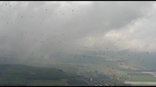 נדידת חסידות מעל שמורת ארבל