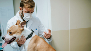כלב מקבל חיסון