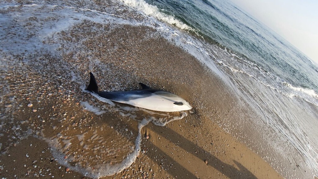 דולפין מצוי נמצא ללא רוח חיים ליד אשקלון