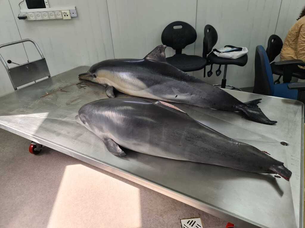 הדולפינים שנמצאו ללא רוח חיים