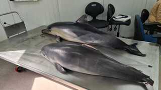 הדולפינים שנמצאו ללא רוח חיים
