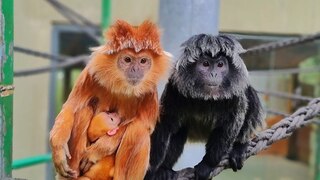 האמא זעפרן, החברה ליז והקוף הקטנטן