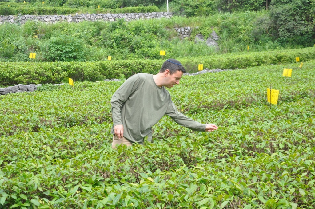 "אהבתי את התה בגלל שהוא עומד על צומת של שני טרנדים: טרנד הבריאות וטרנד החזרה לטבע". אלי בוחן צמחים לתערובות התה. 