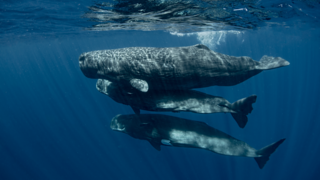 לוויתני ראשתנים