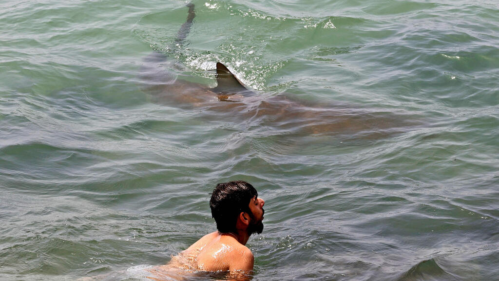 שוחים ליד כרישים
