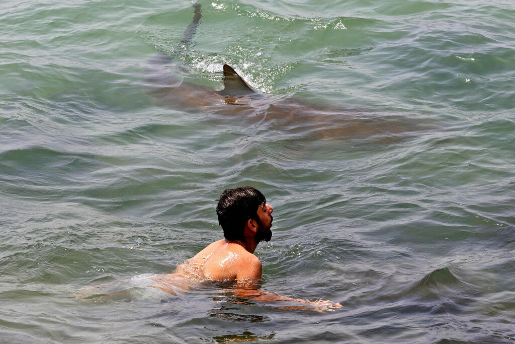 שוחים ליד כרישים