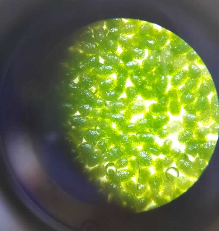 Манкай под микроскопом 