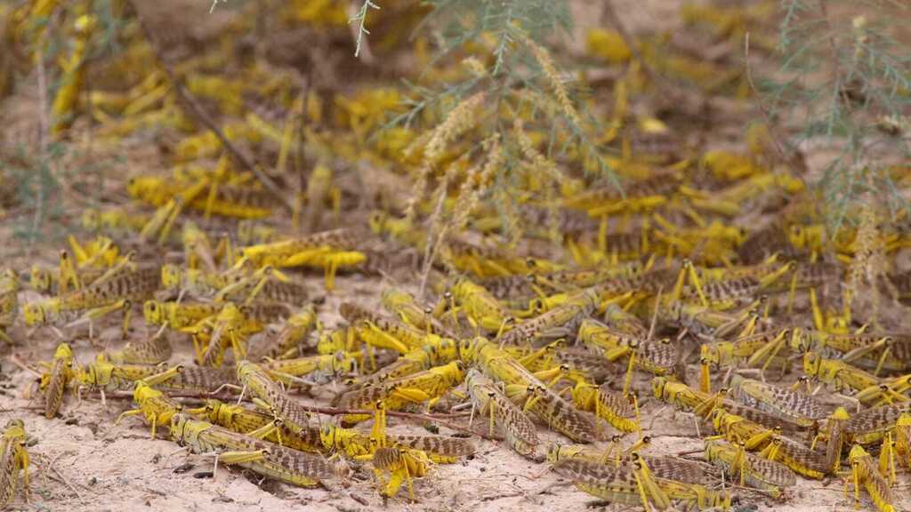 Саранча в Израиле ( Фото: Йоав Мотро) ארבה בישראל