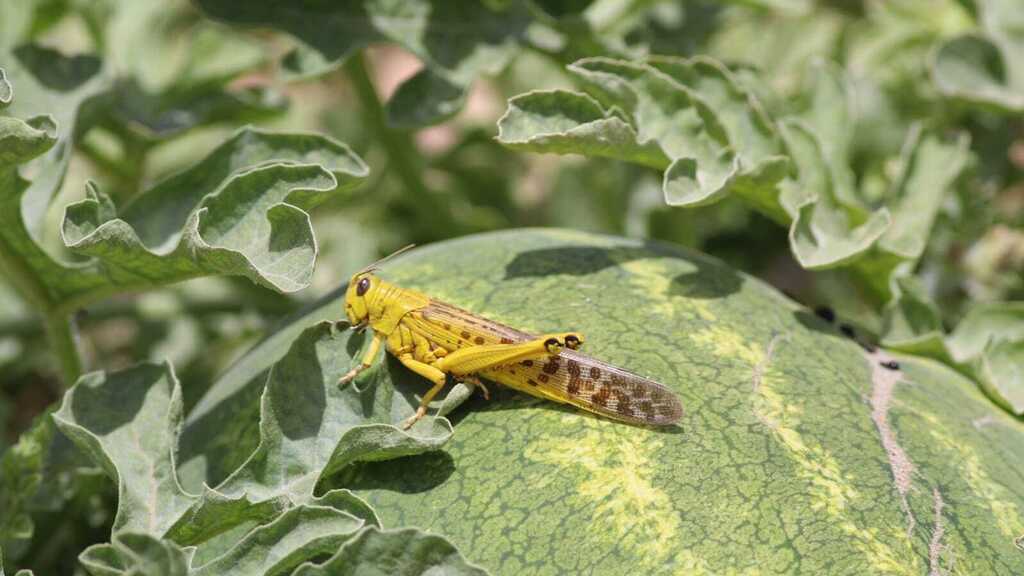 Саранча в Израиле (Фото: Йоав Мотро) ארבה בישראל