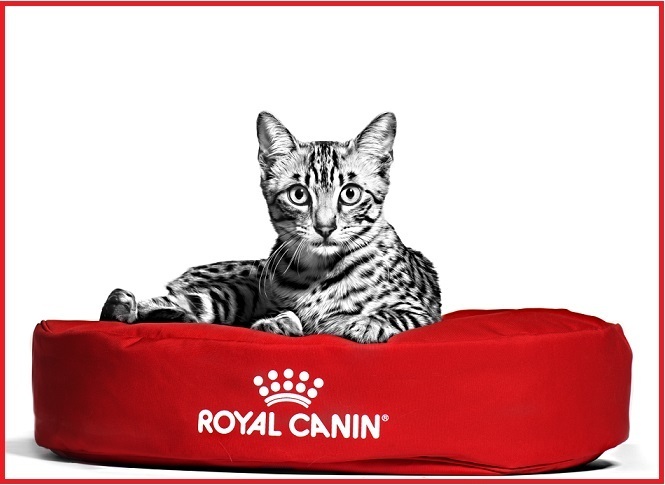 Египетская кошка 