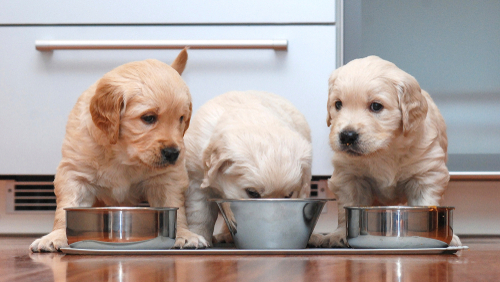 реклама роял канин щенята 