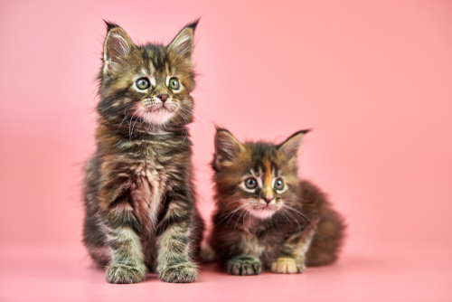 реклама роял канин котята 