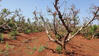חוסר יבול בעצי אפרסק בגליל העליון