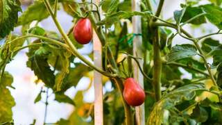 עגבניות הבר המהונדסות שגידלה ד"ר קזצ'קובה בחממות במכון ויצמן. "אלה היו העגבניות המרירות הטעימות ביותר שטעמתי בחיי"