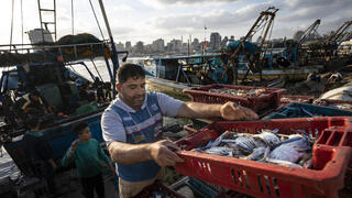 מכירה פומבית של דגים בעזה, לאחר שמספר מצומצם של סירות הורשו לצאת לדוג