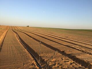 A potato field in southern Israel 