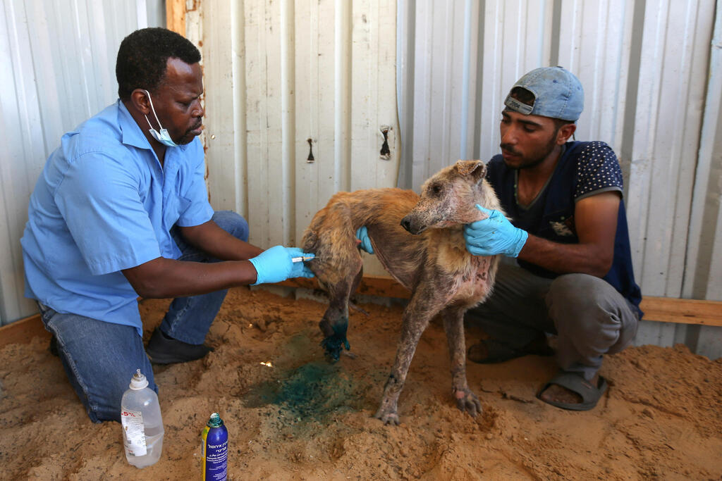Palestinians treat a dog, which was wounded during the recent Israeli-Palestinian fighting, in Gaza May 24, 2021