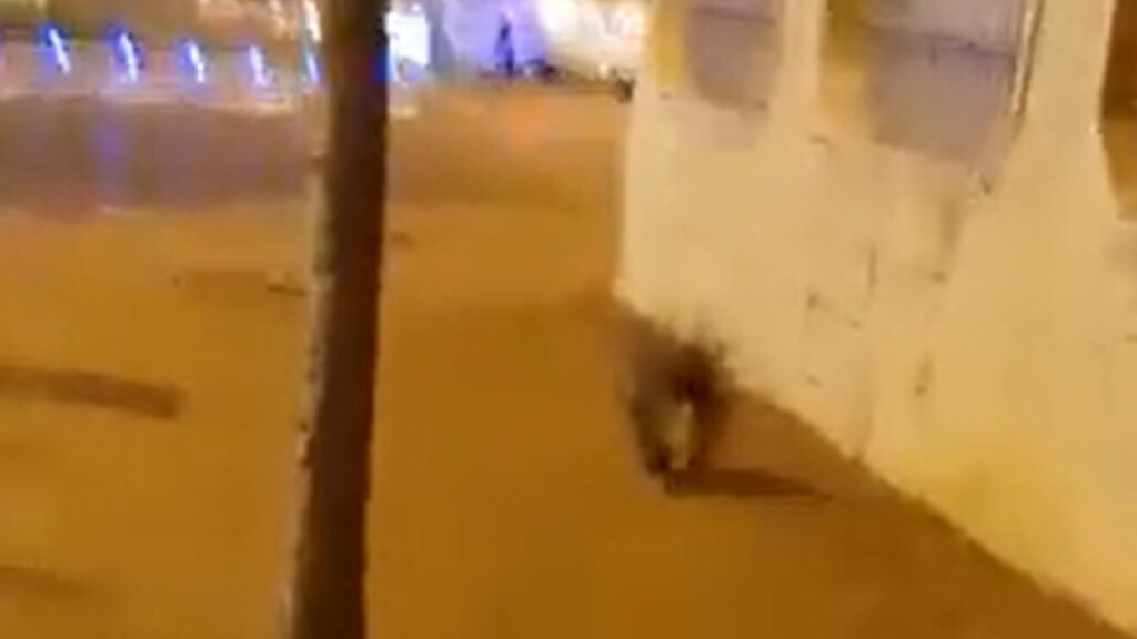 Дикобраз в Петах-Тикве (Фото: Адас Шимонович) Дикобраз в Петах-Тикве