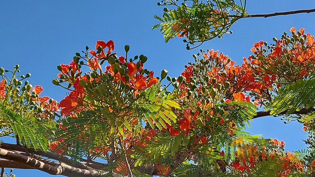 Делоникс королевский - огненные цветки на фоне неба 