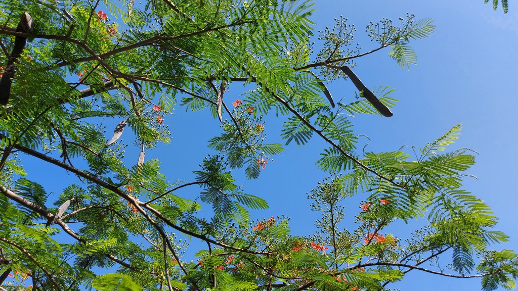 Листья делоникса похожи на перья и появляются перед самым цветением дерева 