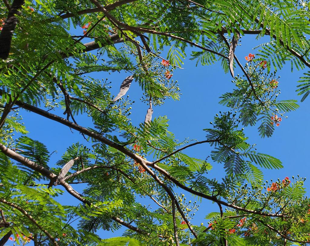 Листья делоникса похожи на перья и появляются перед самым цветением дерева 