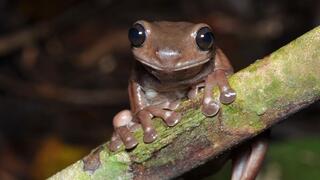 צפרדע שוקולד גינאה החדשה