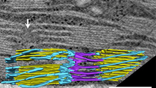 מודל תלת-ממדי של רשת קרומים פוטוסינתטיים בצמח, המבוסס על צילומי מיקרוסקופ אלקטרונים. תילקואידים (בצהוב) מוקפים במבנים דמויי-חניון, המורכבים מרמפות המעוקלות שמאלה (בסגול) וימינה (בכחול)