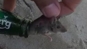חילוץ העכבר