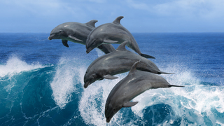 אילוס אילוסטרציה דולפינים