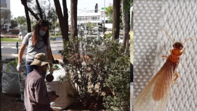 Расставление ловушек; супертермит (Фото: Галь Загрон, пресс-служба минэкологии; д-р Томас Шванк, университет Флориды) Расставление ловушек для супертермитов в Израиле; супертермит