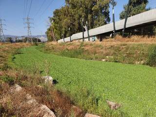 הנחל נצבע בירוק