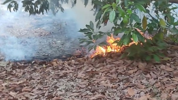  שריפה במטע אבוקדו בקיבוץ סעד כתוצאה מבלון תבערה
