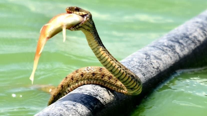 הנחש בולע את הדג