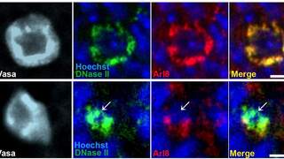 בתאי נבט חיים של עובר זבוב הפירות (שורה עליונה), האנזים DNase II (ירוק) נמצא בתוך הליזוזומים (אדום). בתאים המתים באמצעות פארתנטוס (שורה תחתונה), האנזים (ירוק; מסומן בחץ לבן) נשפך מחוץ לליזוזום ונכנס לגרעין