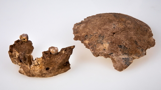 שרידי חלק הגולגולת והלסת של טיפוס האדם מנשר רמלה