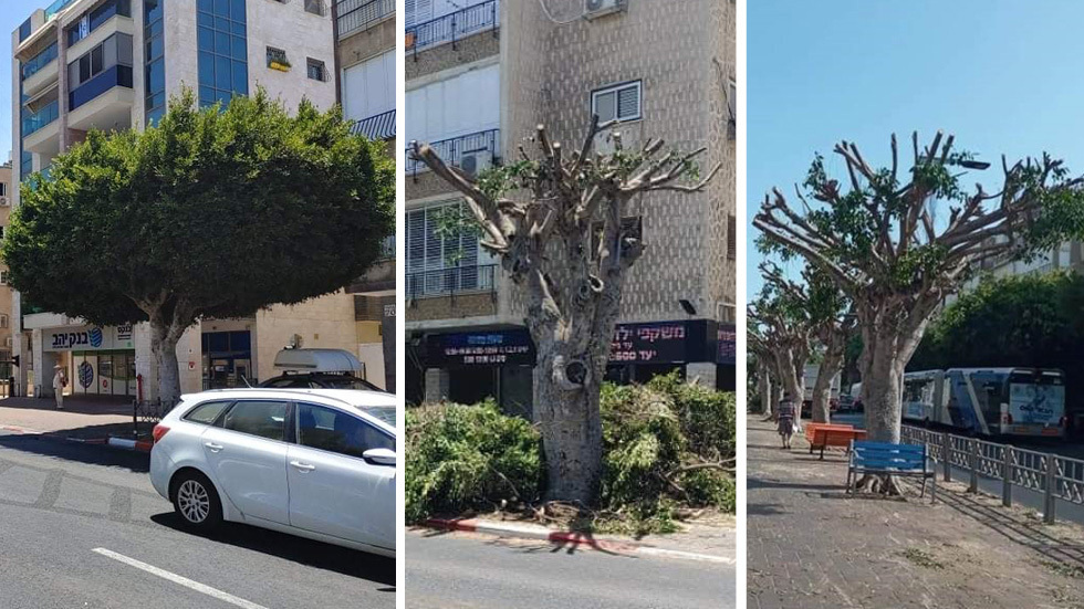 Улица Бальфур в Бат-Яме: деревья до обрезки и после 
