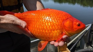 דג זהב שאותר במינסוטה