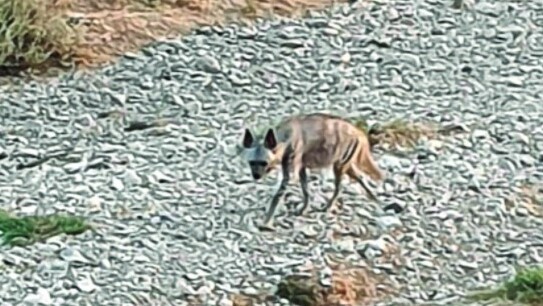Тощая гиена в поисках пищи в Беэр-Шеве 
